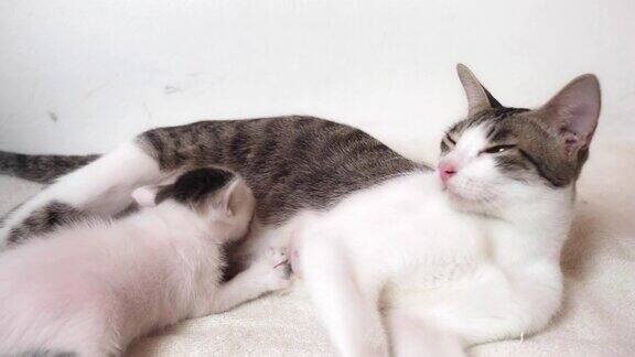 快乐的猫妈妈与新生小猫猫喂小猫