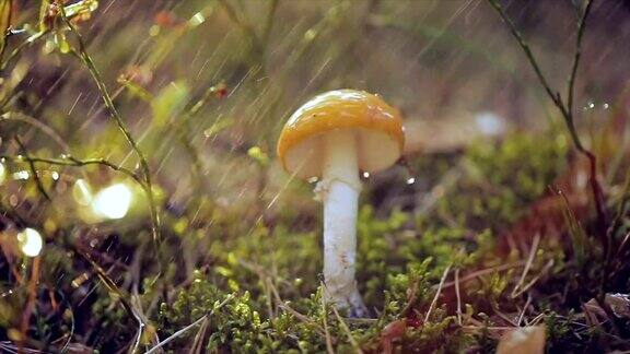 白毒伞飞木耳蘑菇在阳光明媚的雨中