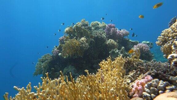 珊瑚礁热带鱼温暖的海洋和清澈的海水水下世界
