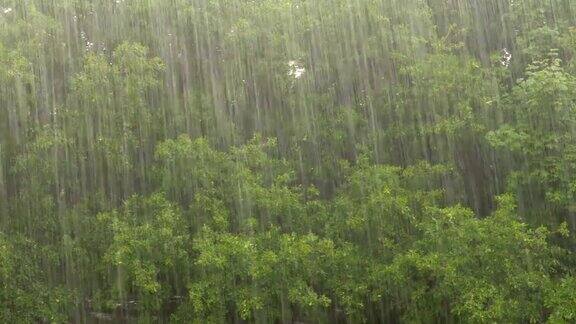 橡树林背景下下着大雨