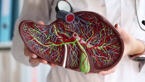 医生手里拿着一个人体肝脏模型4k慢动作电影