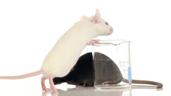 实验室的老鼠