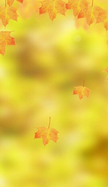 秋天的落叶秋天的枫叶和文字你好十月上一个自然的背景