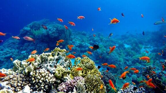 海洋中的生命热带鱼和珊瑚礁