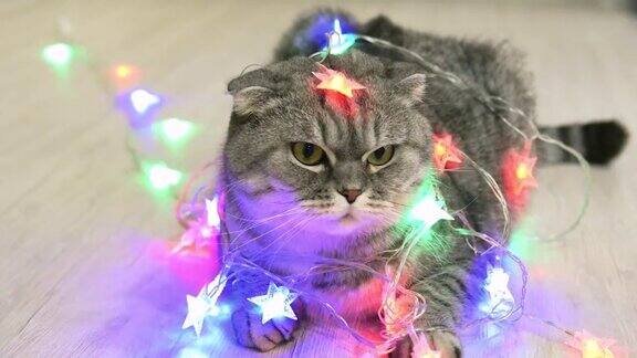 猫被裹在圣诞花环里不高兴的猫与圣诞灯