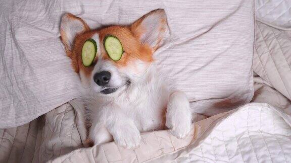 可爱的红白相间的柯基躺在床上眼睛是用真正的黄瓜片做的头靠在枕头上盖上毯子抬起手最后有趣的狗叫了一声翻了个身