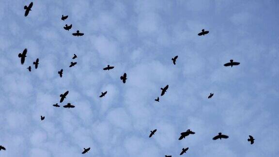 鸟儿在多云的天空上高高地飞翔