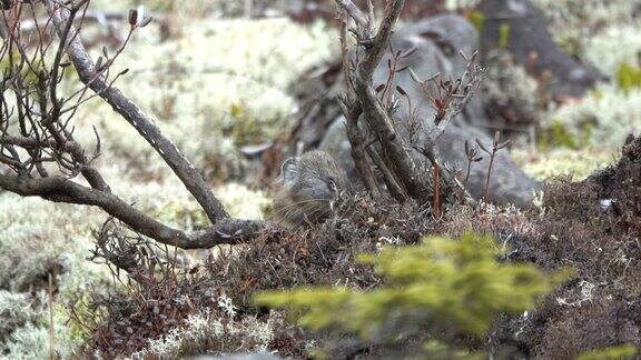 一场降雪后一只北方鼠兔从北海道大泽山国家公园的岩石中钻了出来