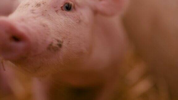 猪在家畜农场农业