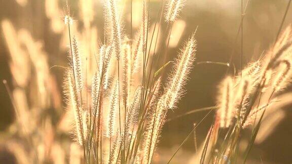 阳光下的羽毛草