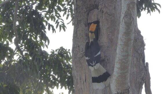 雄性大犀鸟在树顶的巢中给雌性大犀鸟喂食水果