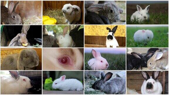 视频墙蒙太奇的兔子的各种品种农场动物视频拼贴