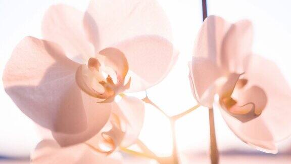 粉色兰花的花
