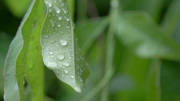 雨后的水滴落在绿叶上