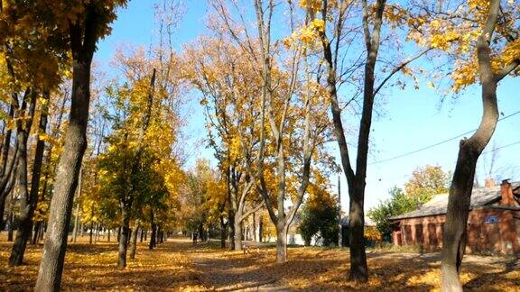 在秋天阳光明媚的日子里观赏城市公园彩色的树叶慢慢地落在地上黄色的枫叶躺在小路上明亮的天空背景慢动作