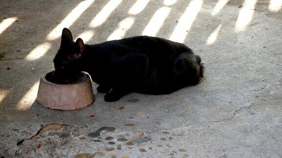 黑猫吃东西