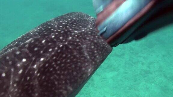 鲸鲨在马尔代夫海底寻找食物
