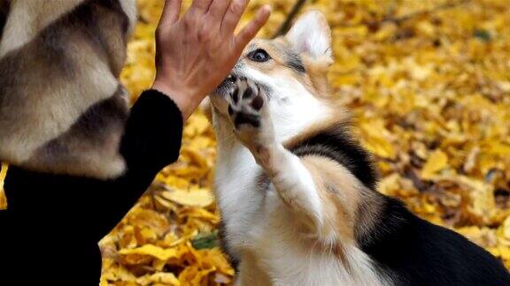 威尔士柯基犬彭布罗克执行“给五”命令一只狗和女主人在美丽的秋天森林里散步