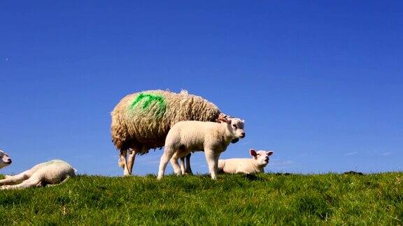 荷兰特塞尔岛的特塞尔羊