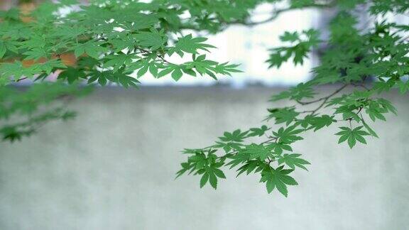 4K绿枫叶在日本