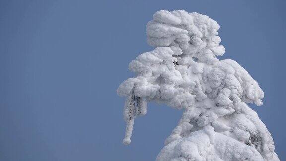 美丽的山云杉森林与雪在冬天