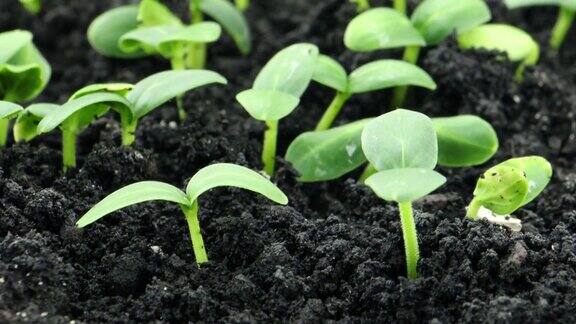 大自然在一段时间的流逝中芽苗从地里长出来加速射笋黄瓜在温室中种植生产粮食