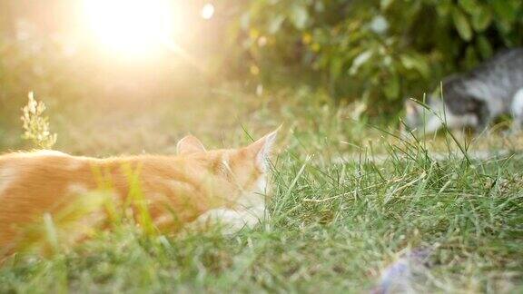 可爱的小猫在户外散步小猫观察花园宠物在户外玩耍和打猎有趣的动物