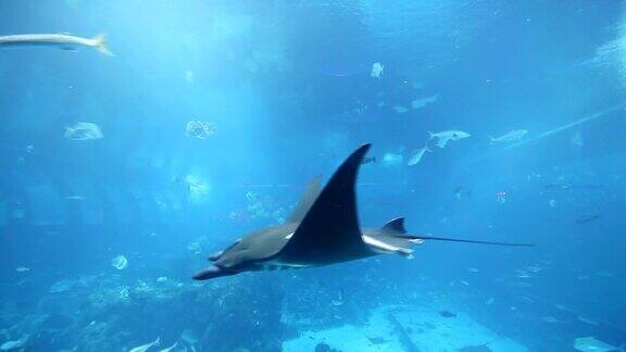 水族馆里看到的一对蝠鲼