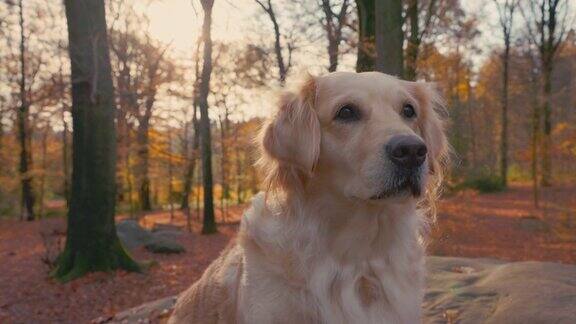 秋天的幸福-美丽的金毛寻回犬在森林中探索-在巨石上休息-序列