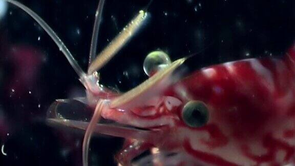 红虾的眼睛在白海水下伪装着寻找食物