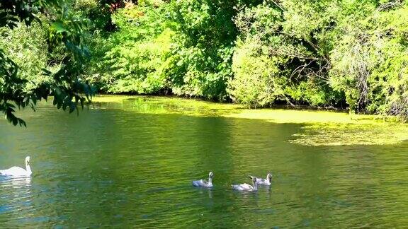 天鹅之家有三只小天鹅和一只成年天鹅在池塘里游泳