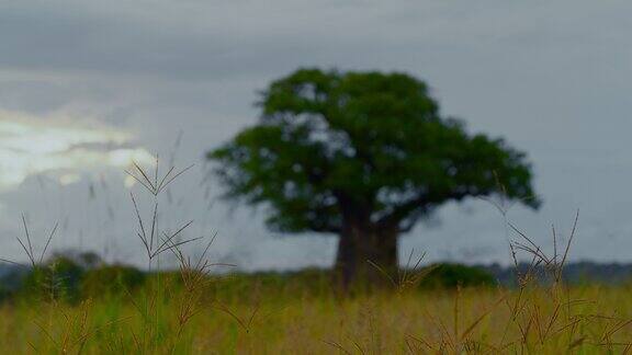 在坦桑尼亚的稀树大草原上一棵孤独的猴面包树