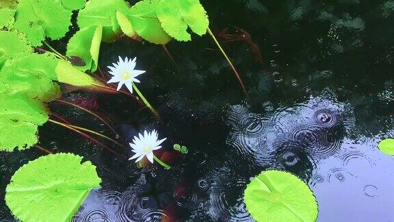 雨湖上的荷花和睡莲