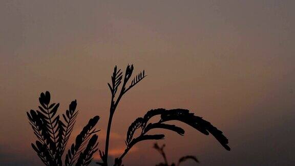 剪影草花在日落的背景