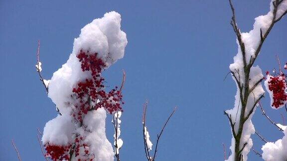 白雪落在红色的浆果树枝上