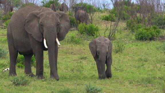 大象在大草原上行走