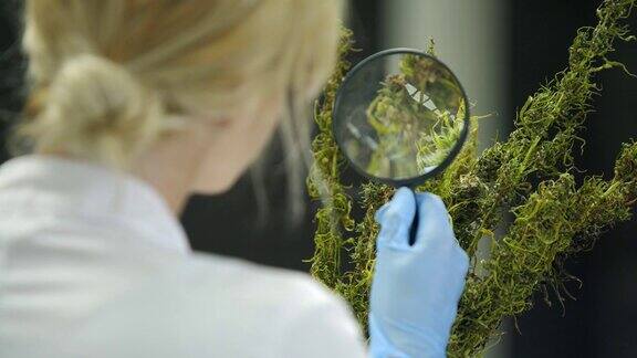 科学家在工厂用放大镜观察干燥的CBD大麻花