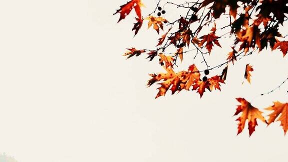 秋天枫树的叶子映衬着明亮的天空