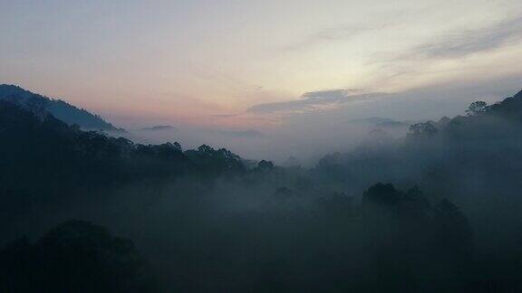 神秘热带雨林的黎明