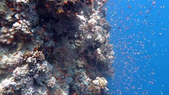 珊瑚礁中的一群花状鱼