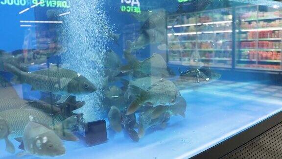 水族馆商店里的活鱼在杂货店买鱼
