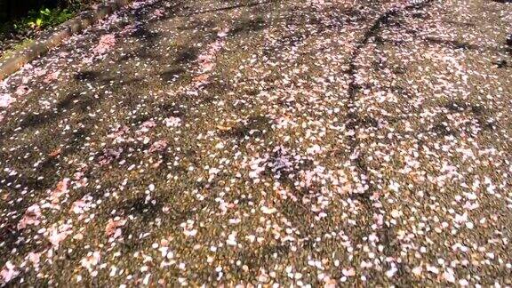 落在公园路上的樱花花瓣