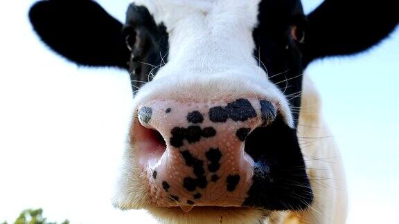 牛正把鼻子伸进照相机里