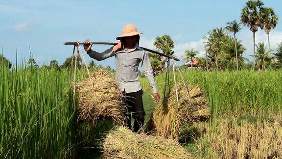 亚洲的传统农民携带大米