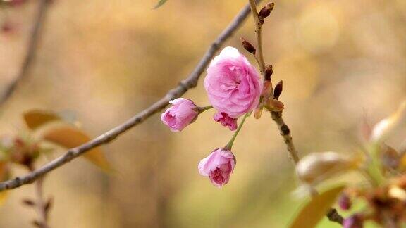 春天开花的树开着粉红色的花