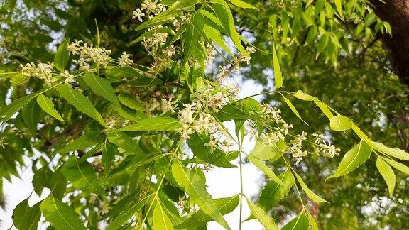 印楝花在树上