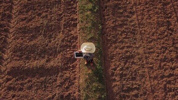 农民妇女用数字平板检查有机土壤农业稻田梯田小麦田在夏季旱季