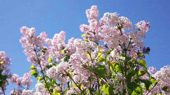 美丽的樱花樱花在春天的蓝天上绽放