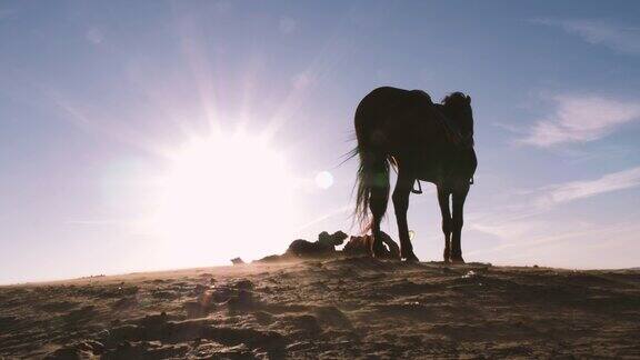摩洛哥埃绍伊拉海滩一匹等待游客的马的剪影