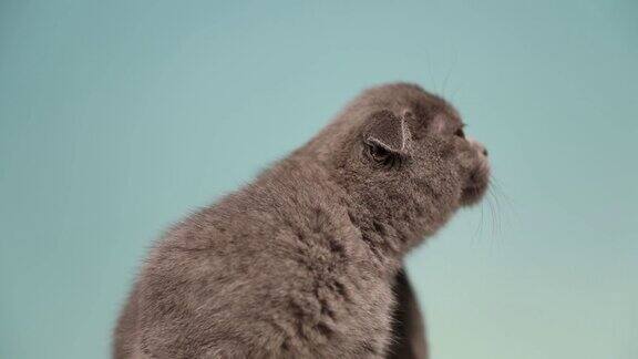 一只年轻的苏格兰折耳猫坐着用爪子抓自己的侧面